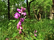 39 Polygala vulgaris (Poligama comune)